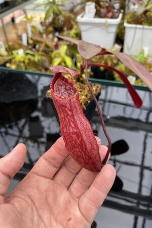 Close Up of Nepenthes peltata | Borneo Exotics | BE-4613 | IN25969