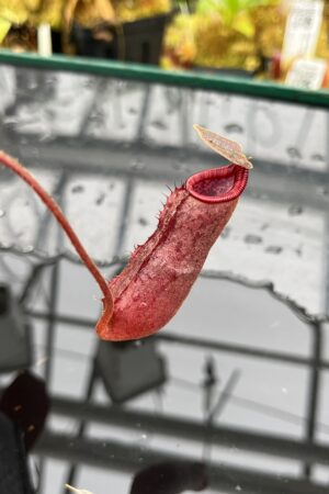 Close Up of Nepenthes peltata x lowii | Borneo Exotics | BE-4650 | IN26059