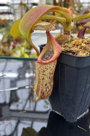 Close Up of Nepenthes platychila x robcantleyi | Borneo Exotics | BE-3946 | IN26060