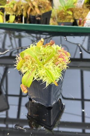 Close Up of Nepenthes pulchra (Kiamo Mindanao Philippines) | Andreas Wistuba | AW-01 | H26124