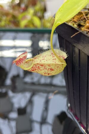 Close Up of Nepenthes rafflesiana | Borneo Exotics | BE-4519 | L25972