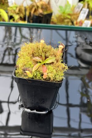 Close Up of Nepenthes rajah | Borneo Exotics | BE-3152 | H26022