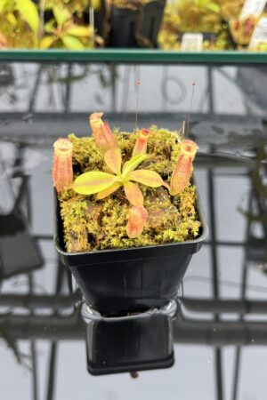 Close Up of Nepenthes rajah x eymae | Florae Collaborative | FC-074.IC | H26000