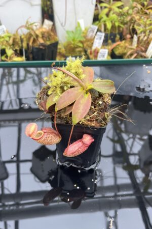 Close Up of Nepenthes rajah x gymnamphora | Borneo Exotics | BE-4575 | H26019