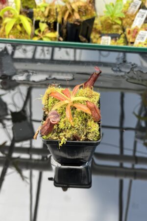 Close Up of Nepenthes ramispina x singalana | Borneo Exotics | BE-3829 | H26021