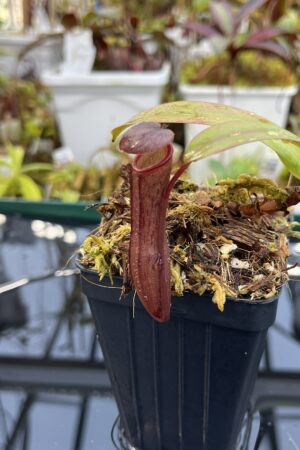Close Up of Nepenthes ramispina x ventricosa | Borneo Exotics | BE-4537 | H26117