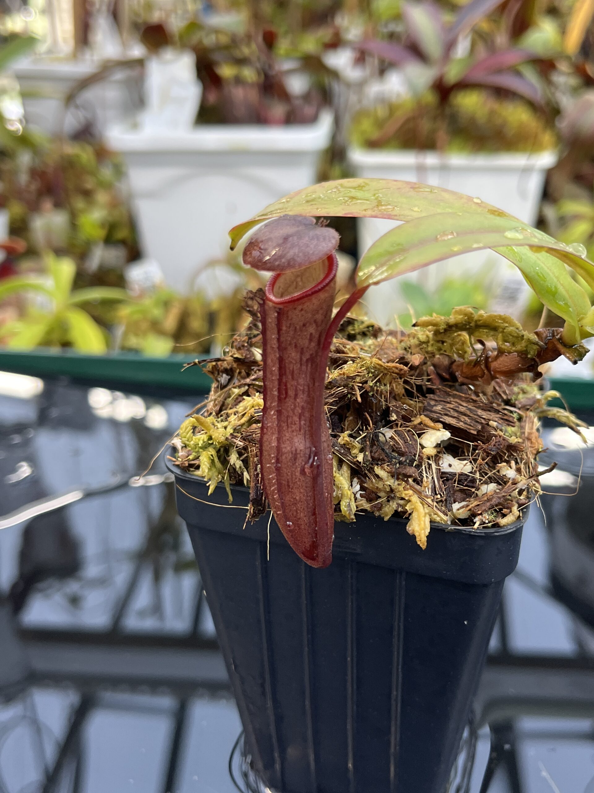Close Up of Nepenthes ramispina x ventricosa | Borneo Exotics | BE-4537 | H26117