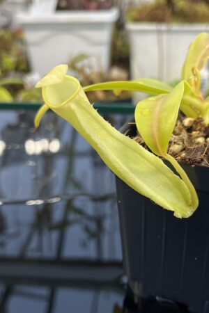 Close Up of Nepenthes reinwardtiana | Borneo Exotics | BE-3159 | L26094