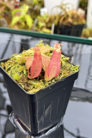 Close Up of Nepenthes reinwardtiana ‘Red’ | Florae Collaborative | FC-194.01 | L26004