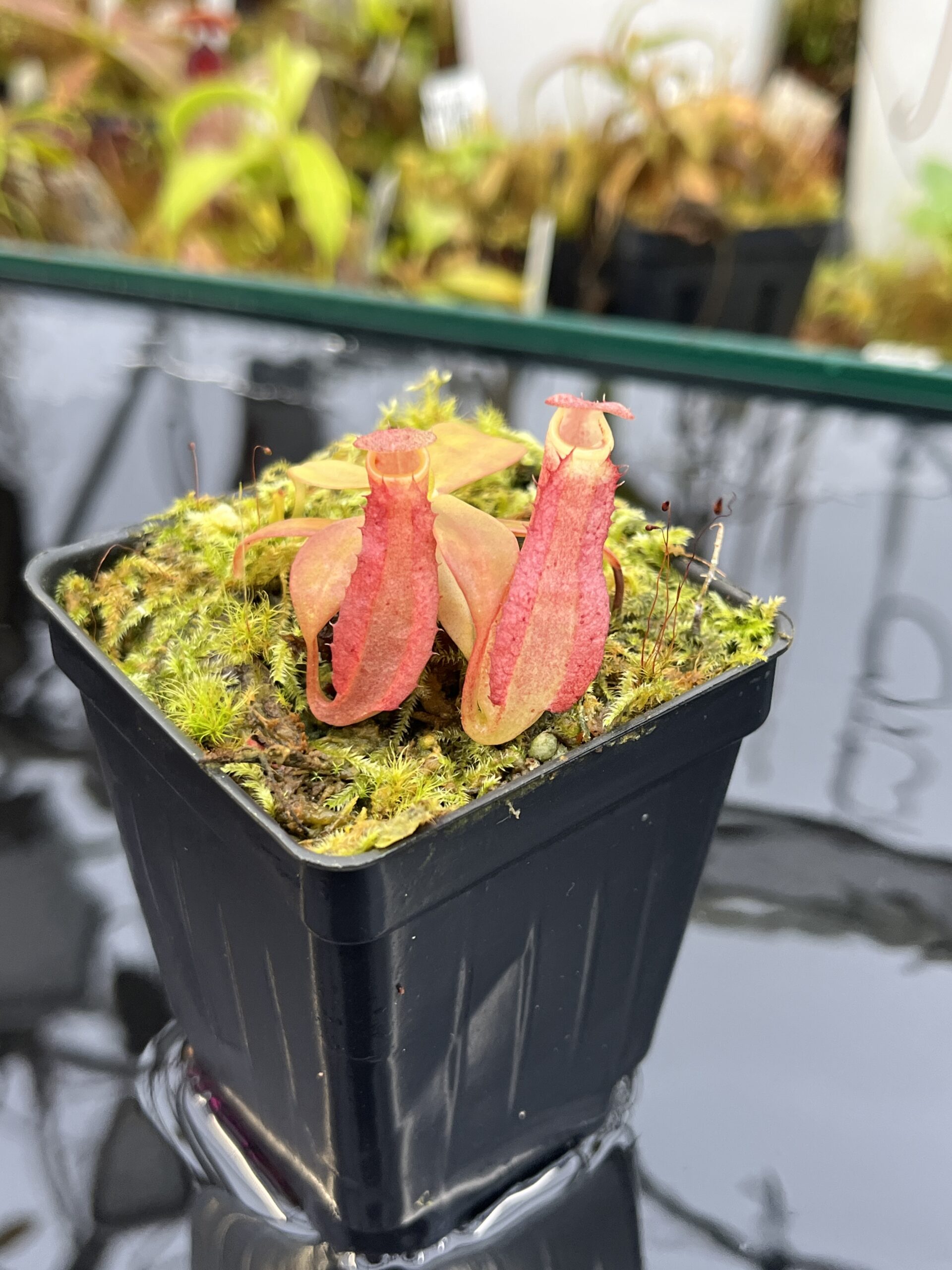 Close Up of Nepenthes reinwardtiana ‘Red’ | Florae Collaborative | FC-194.01 | L26004
