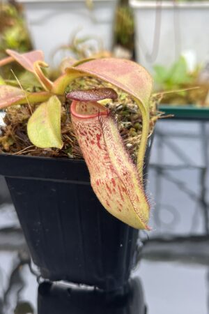 Close Up of Nepenthes robcantleyi x klossii | Borneo Exotics | BE-4549 | H26025