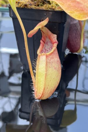 Close Up of Nepenthes robcantleyi x ovata | Borneo Exotics | BE-3996 | H26020