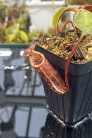 Close Up of Nepenthes robcantleyi x palawanensis | Borneo Exotics | BE-4591 | IN25976