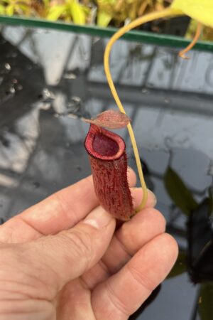Close Up of Nepenthes sibuyanensis x lowii | Borneo Exotics | BE-4504 | IN26085