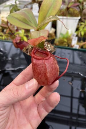 Close Up of Nepenthes sibuyanensis x merrilliana | Borneo Exotics | BE-4026 | L26046