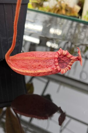 Close Up of Nepenthes sibuyanensis x veitchii | Borneo Exotics | BE-4643 | IN26048