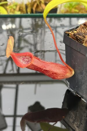 Close Up of Nepenthes singalana x burkei | Borneo Exotics | BE-3878 | IN26054