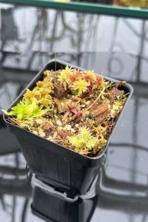 Close Up of Nepenthes sp. nov. (Papua, Indonesia – central New Guinea) | Clone 1 | Jeremiah Harris | JH-255.01 | H26011