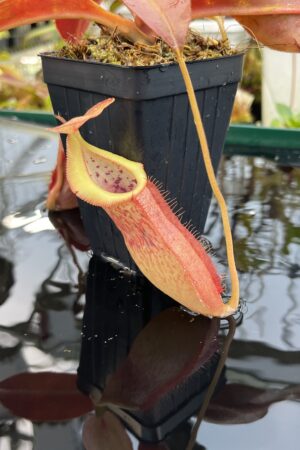 Close Up of Nepenthes spathulata x (burbidgeae x edwardsiana) | Borneo Exotics | BE-3978 | H26115