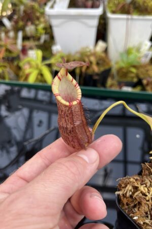 Close Up of Nepenthes spathulata x (densiflora x spectabilis) | Borneo Exotics | BE-4589 | H26116