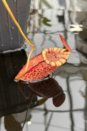Close Up of Nepenthes spectabilis x tenuis | Borneo Exotics | BE-3884 | IN25973