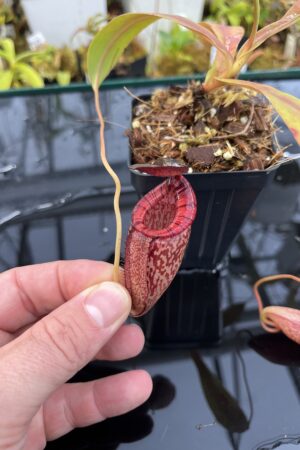 Close Up of Nepenthes spectabilis x tenuis | Borneo Exotics | BE-3884 | IN26045