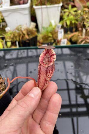 Close Up of Nepenthes spectabilis x tenuis | Borneo Exotics | BE-3884 | IN26061