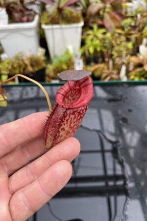 Close Up of Nepenthes spectabilis x tenuis | Borneo Exotics | BE-3884 | IN26062