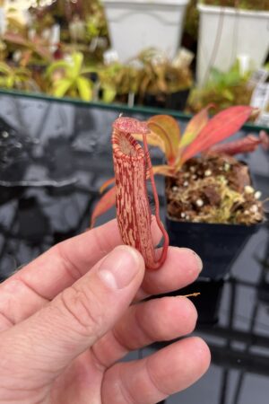 Close Up of Nepenthes spectabilis x ventricosa | Borneo Exotics | BE-3745 | IN26053