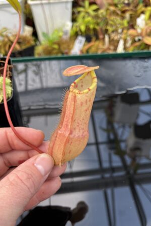 Close Up of Nepenthes sumatrana | Borneo Exotics | BE-4540 | L26077