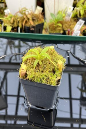Close Up of Nepenthes talangensis | Borneo Exotics | BE-3835 | H26123