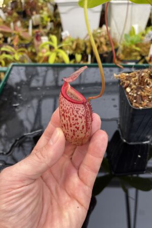Close Up of Nepenthes talangensis x sibuyanensis | Borneo Exotics | BE-3641 | IN26042