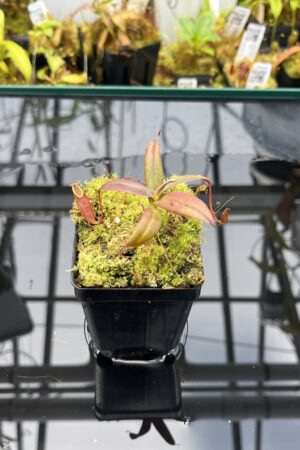 Close Up of Nepenthes tentaculata | Borneo Exotics | BE-3870 | H26027