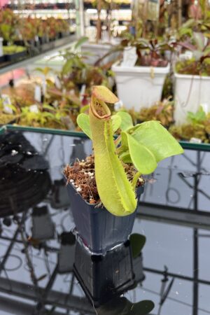 Close Up of Nepenthes truncata (Mindanao, Philippines) | Andreas Wistuba | AW-RSC | IN25979