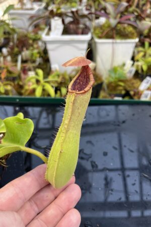 Close Up of Nepenthes truncata (Mindanao, Philippines) | Andreas Wistuba | AW-RSC | IN26145