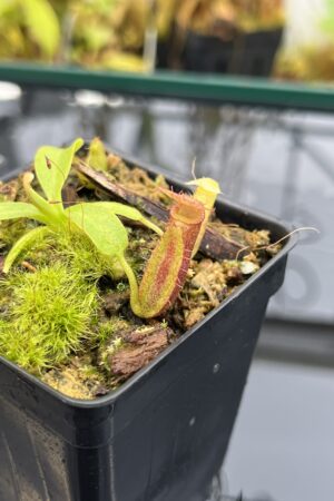 Close Up of Nepenthes (truncata x ephippiata) x villosa | Clone 13 | Jeremiah Harris | JH-352.13 | IN25997