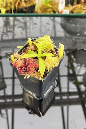 Close Up of Nepenthes ulukaliana Genting HL | Assorted Clones | Florae Collaborative | FC-369 | IN26071