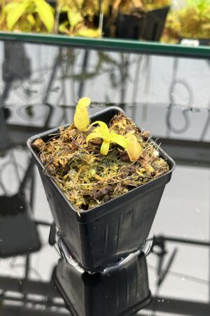 Close Up of Nepenthes undulatifolia | Florae Collaborative | FC-203.IC | H26032