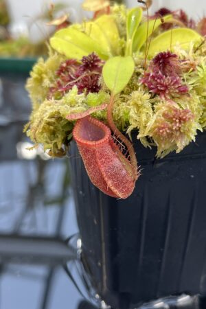 Close Up of Nepenthes undulatifolia x macrophylla | Andreas Wistuba | AW-ISC | H26133