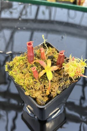 Close Up of Nepenthes (veitchi x lowii) x edwardsiana | Florae | Clone 5 | Florae Collaborative | FC-122.05 | IN26089