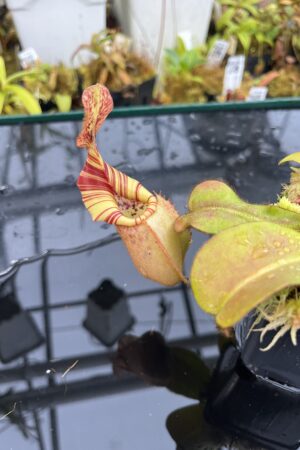 Close Up of Nepenthes veitchii | Borneo Exotics | BE-3734 | L26056