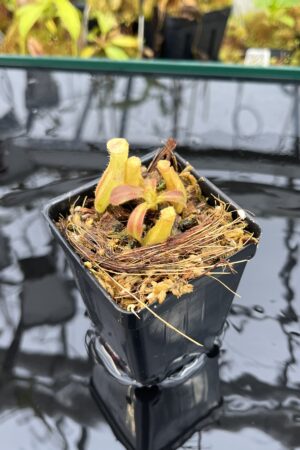 Close Up of Nepenthes veitchii Murud, Striped x 'Candy' | Florae Collaborative | FC-23.02 | IN25996