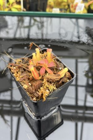 Close Up of Nepenthes veitchii Murud, Striped x 'Candy' | Florae | Florae Collaborative | FC-23.03 | IN25994