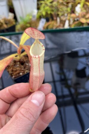 Close Up of Nepenthes (veitchii x burbidgeae) x (lowii x Gothica)-‘WP’ | Florae | Clone 4 | Florae Collaborative | FC-169.04 | IN26080