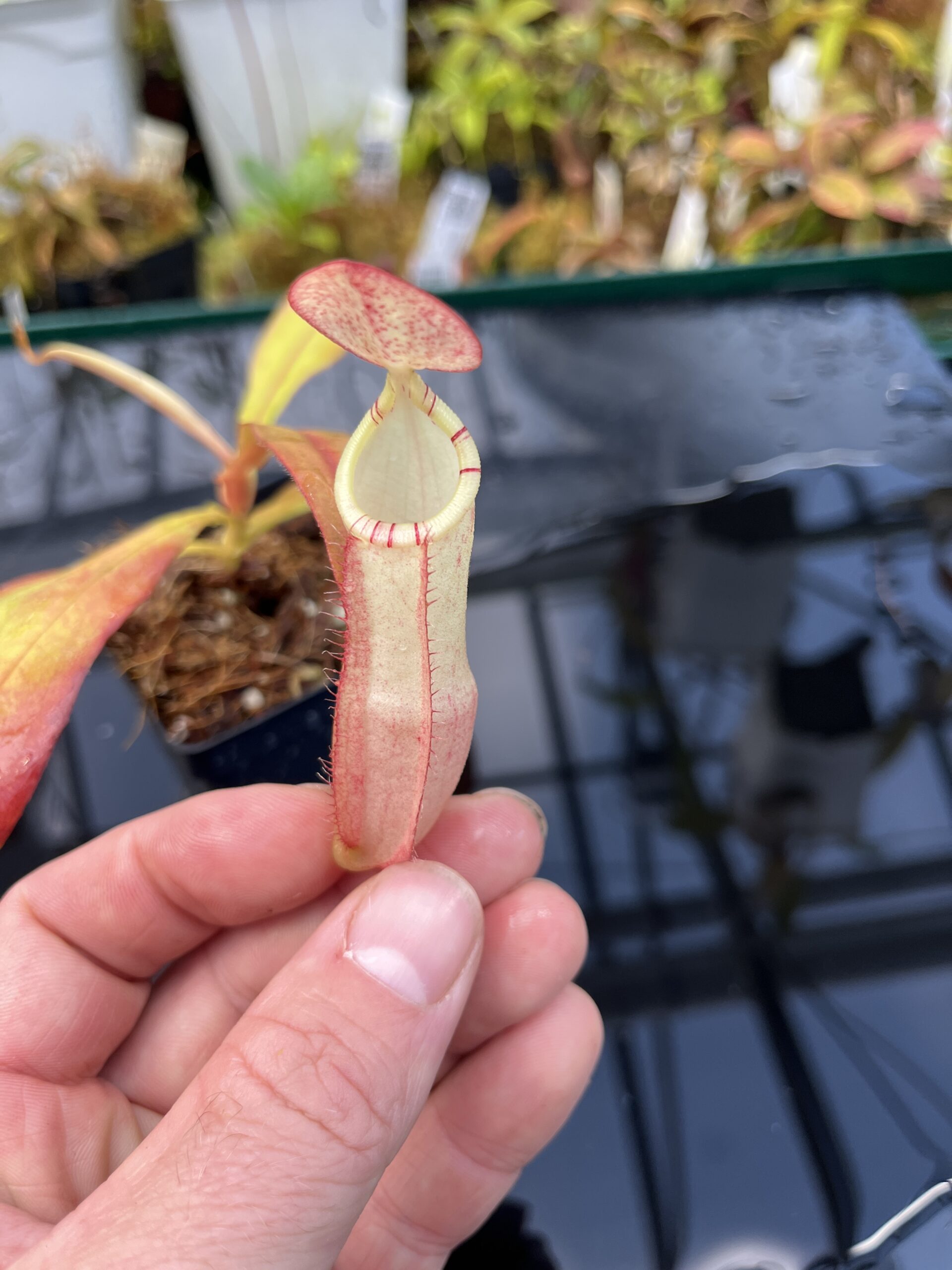 Close Up of Nepenthes (veitchii x burbidgeae) x (lowii x Gothica)-‘WP’ | Florae | Clone 4 | Florae Collaborative | FC-169.04 | IN26080