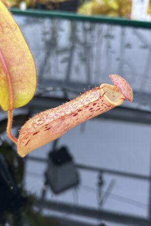 Close Up of Nepenthes (veitchii x burbidgeae) x stenophylla | Florae Collaborative | | IN26075