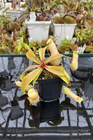 Close Up of Nepenthes veitchii x ventricosa | Borneo Exotics | BE-4500 | IN25981