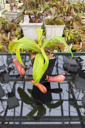 Close Up of Nepenthes ventricosa | Borneo Exotics | BE-3771 | IN25971