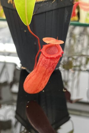 Close Up of Nepenthes ventricosa | Borneo Exotics | BE-3771 | IN26044