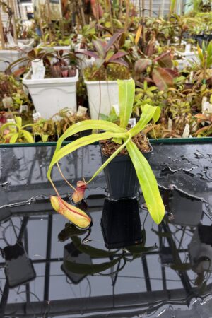 Close Up of Nepenthes ventricosa Madja-as | Borneo Exotics | BE-3278 | IN26047